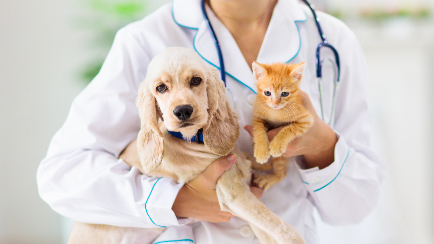 Providing the Best Care for Your Pets. Your Full-Service Veterinary Partner in Yangon.